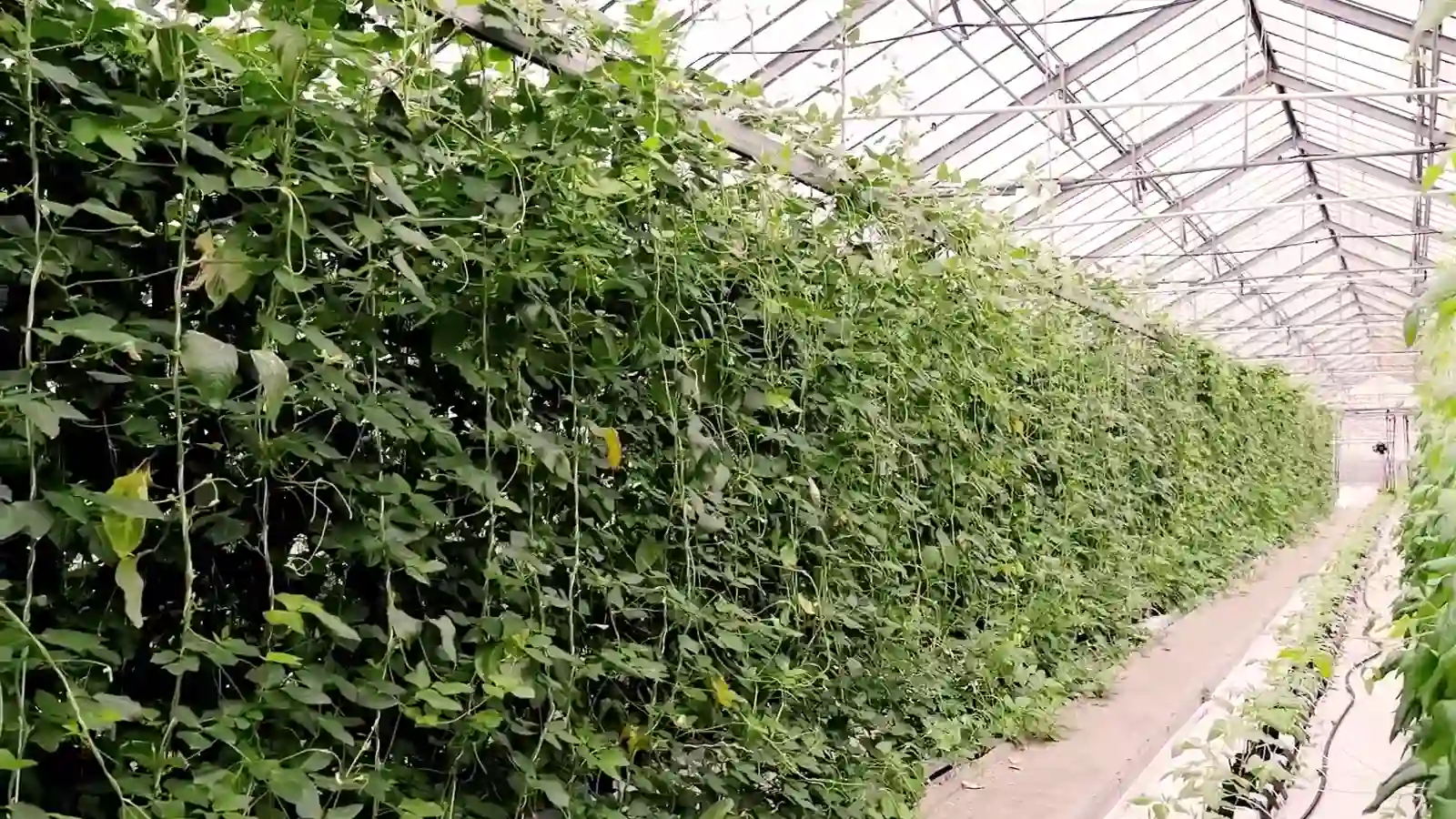 Rows of crops growing inside a controlled-environment greenhouse