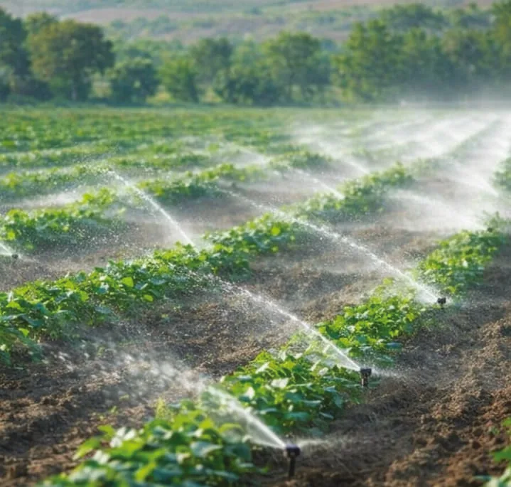 Crop rows being watered by foliar spray